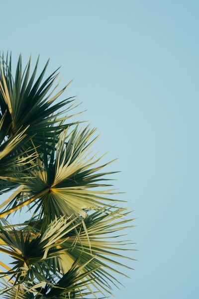 蓝天下的扇棕榈树